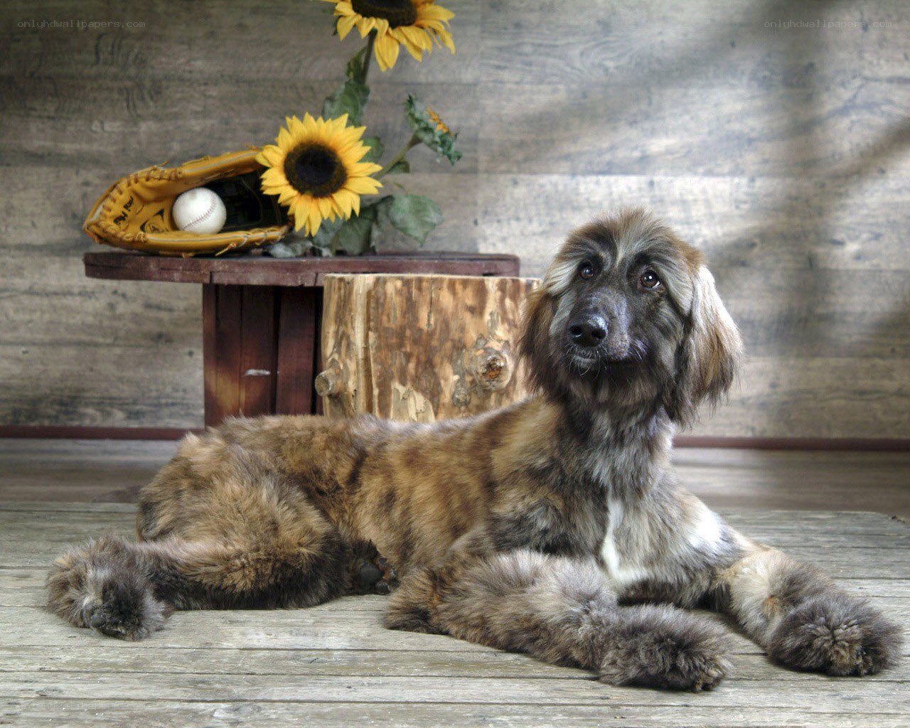 Afghan Hound with sunflowers