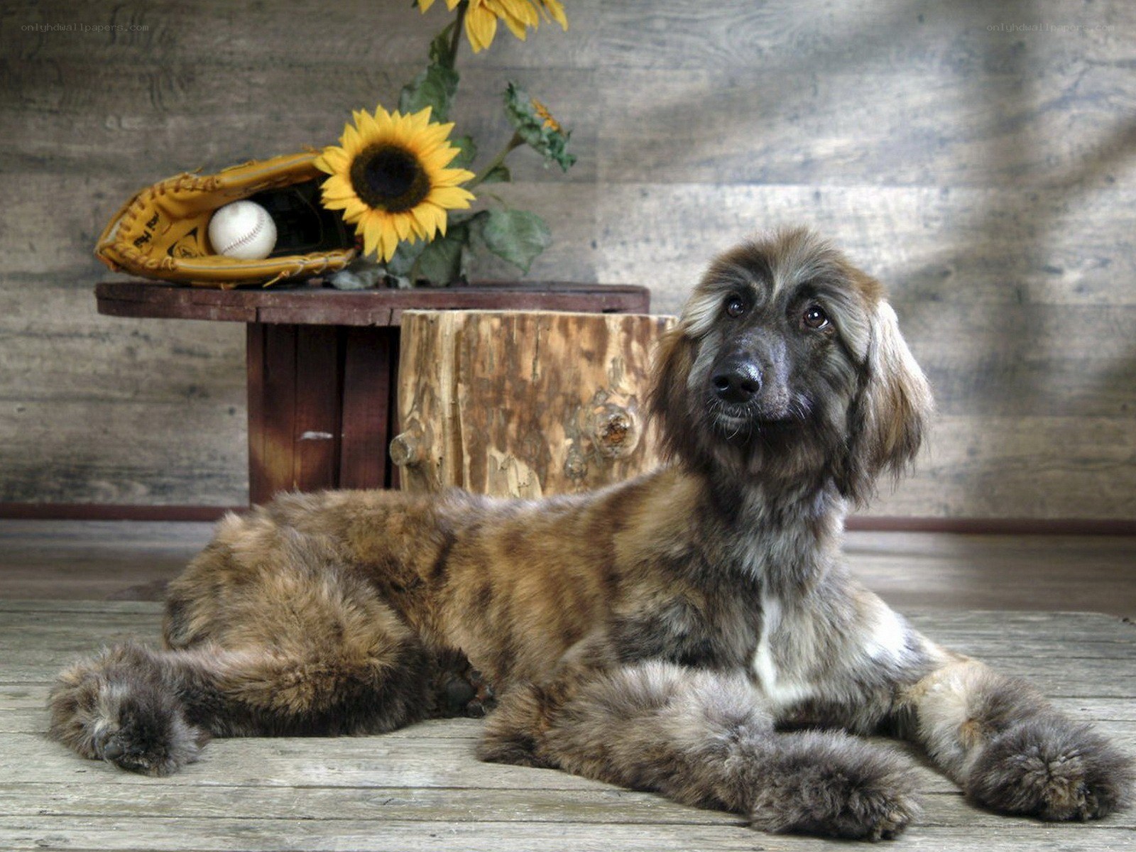 Afghan Hound with sunflowers