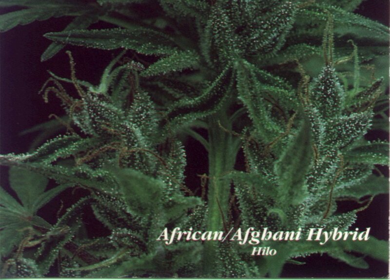 African/Afghani Hybrid plant