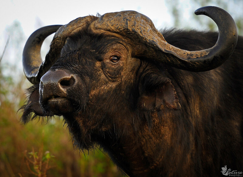 African Buffalo Head