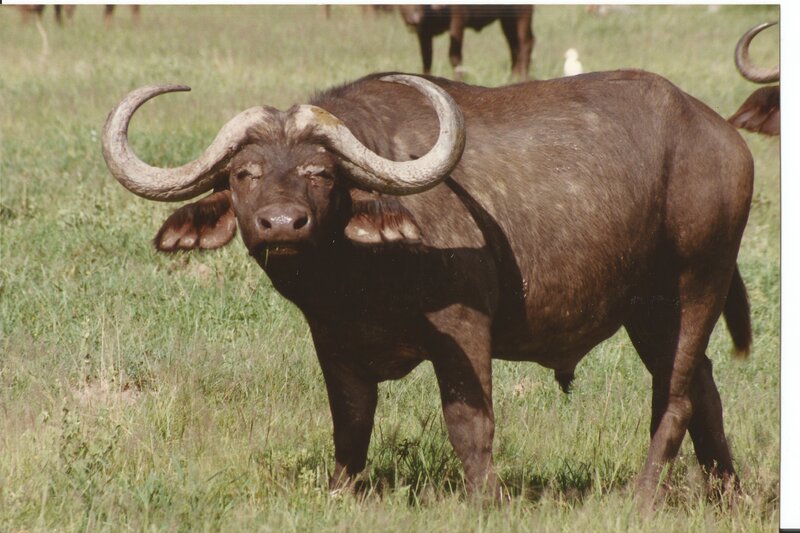 African Buffalo in Grass