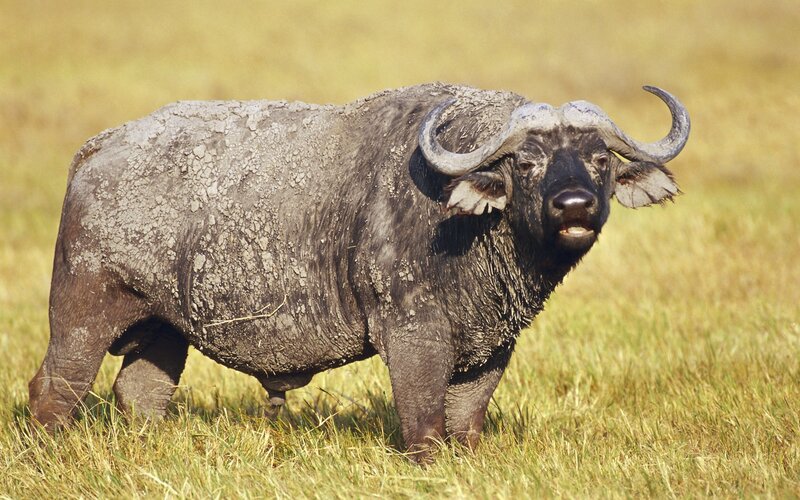 African buffalo in grassland