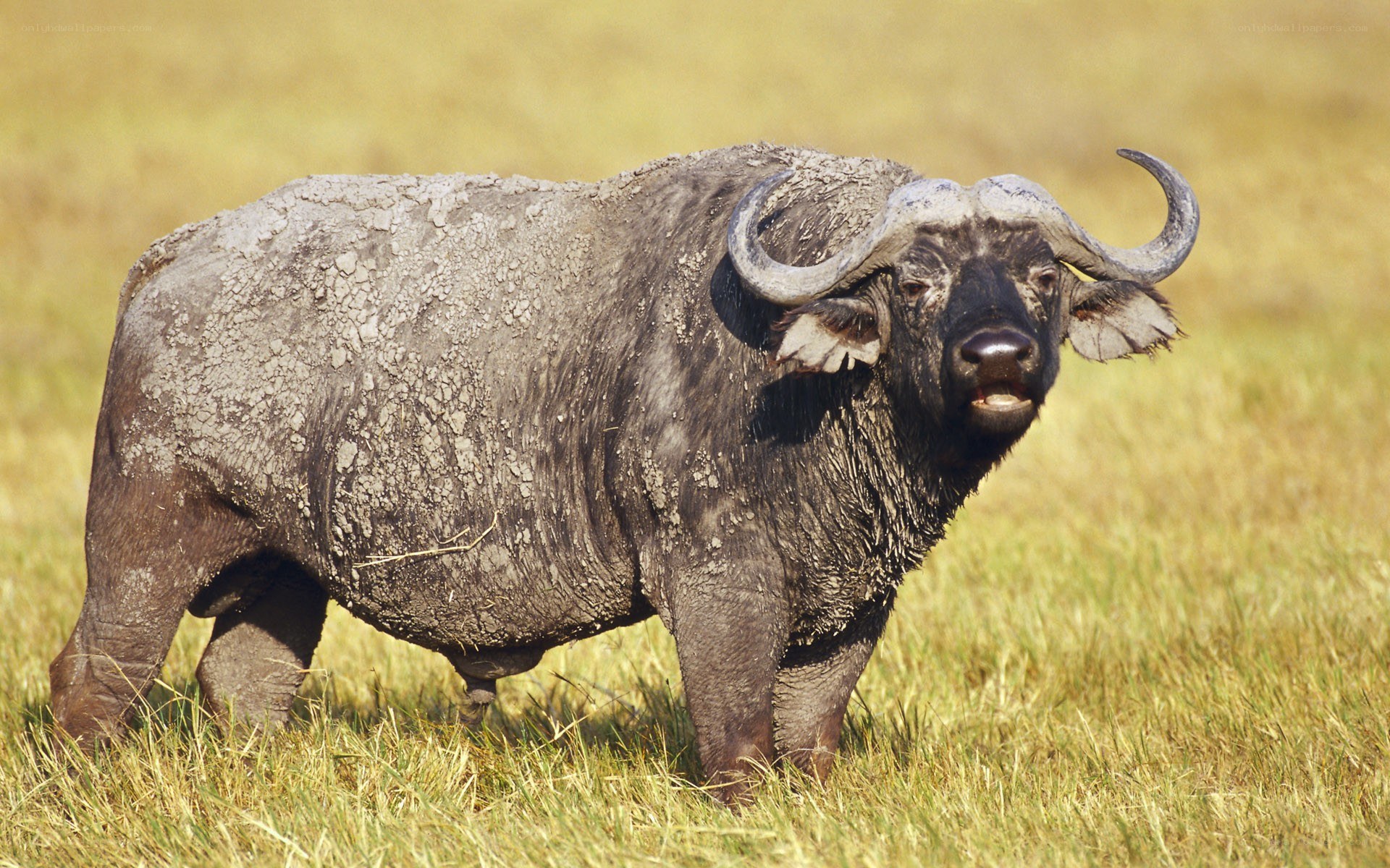 African buffalo in grassland