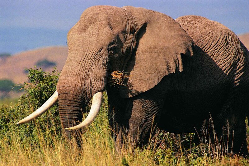 African elephant grazing in savanna
