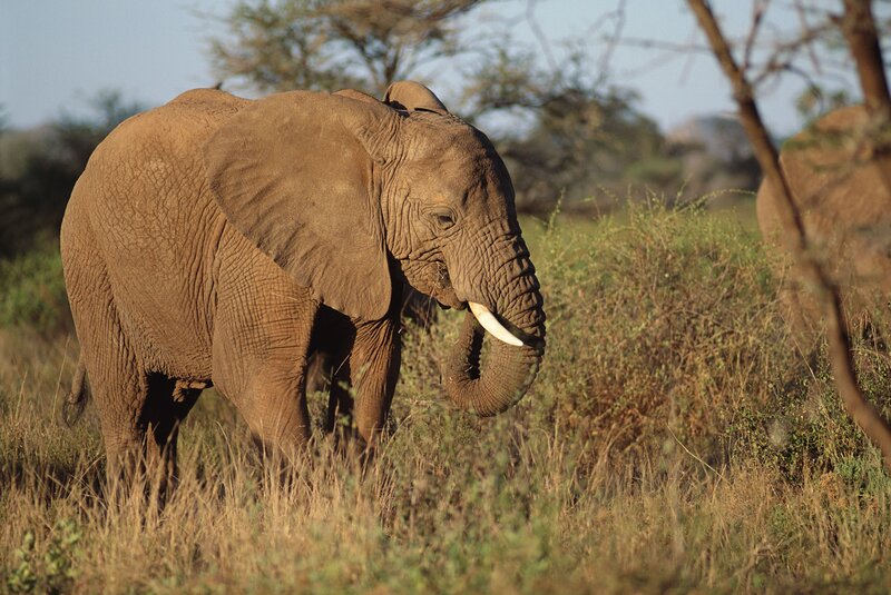 African elephant in savanna