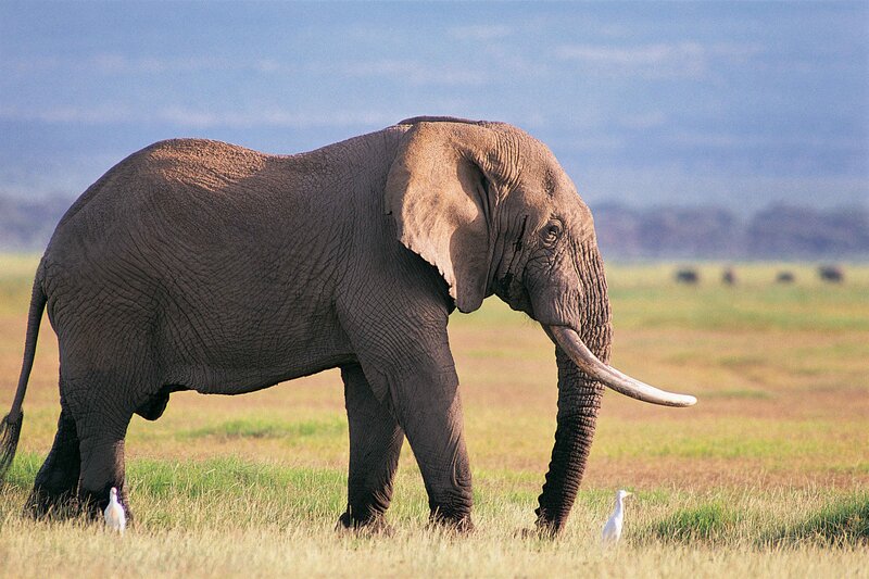 African elephant in savanna