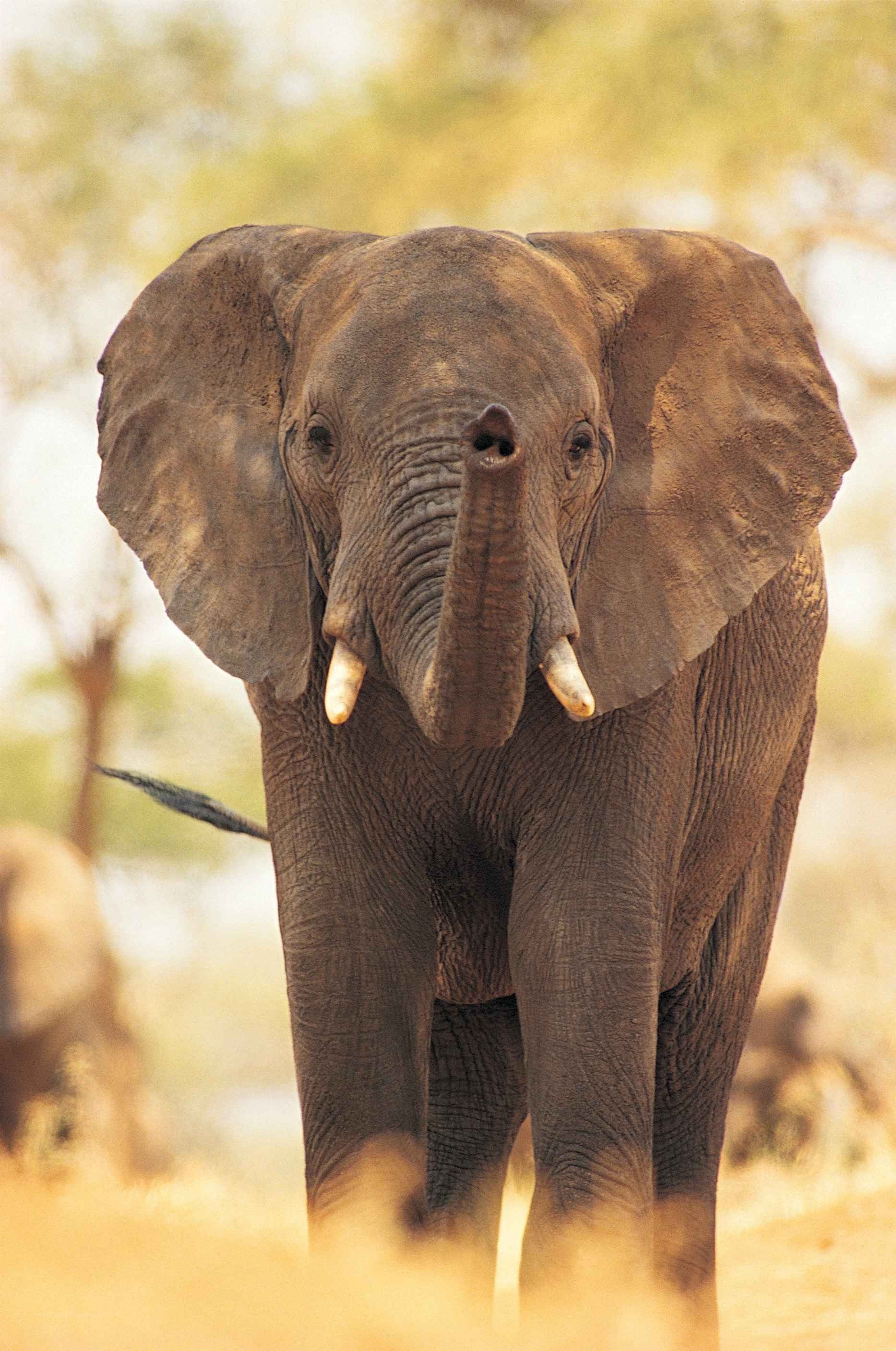 African elephant in the wild
