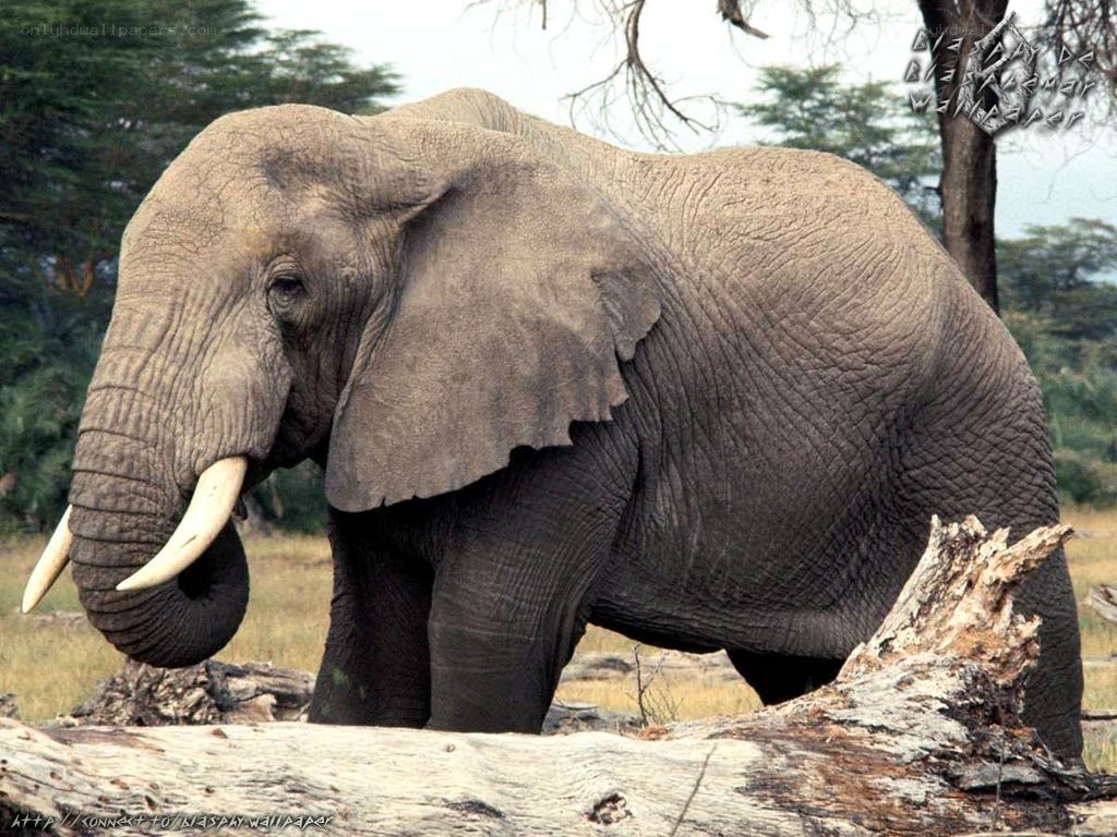 African elephant in the wild
