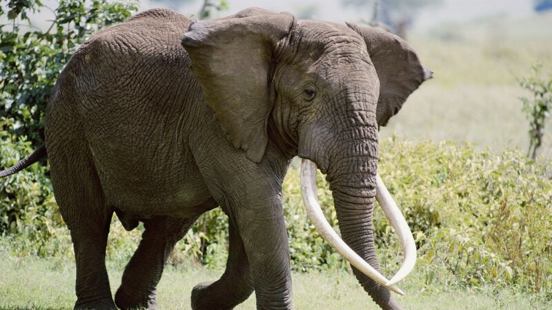 African elephant in the wild