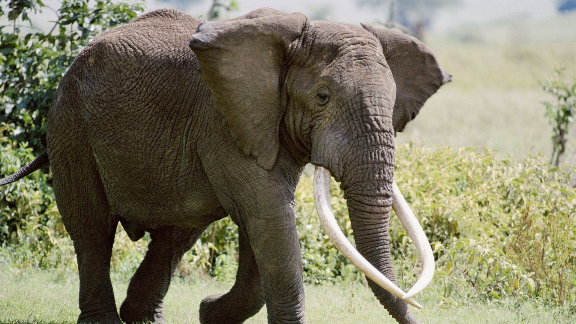 African elephant in the wild