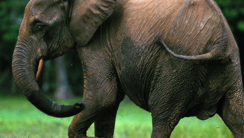 African Elephant Walking — Green