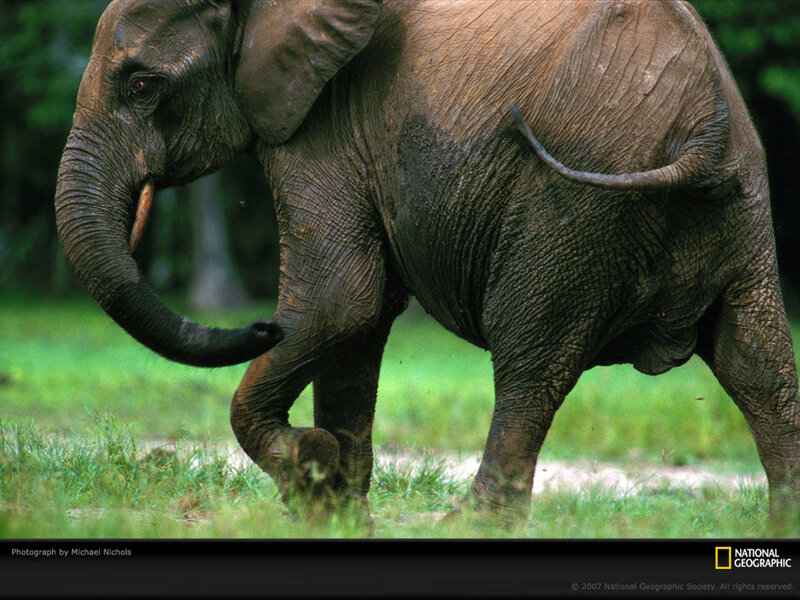African elephant walking
