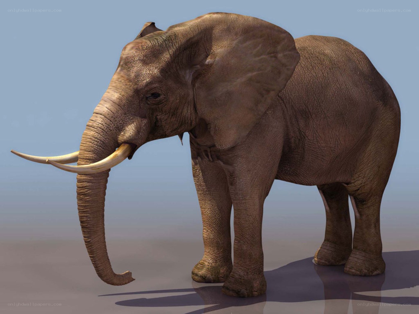 African elephant with tusks
