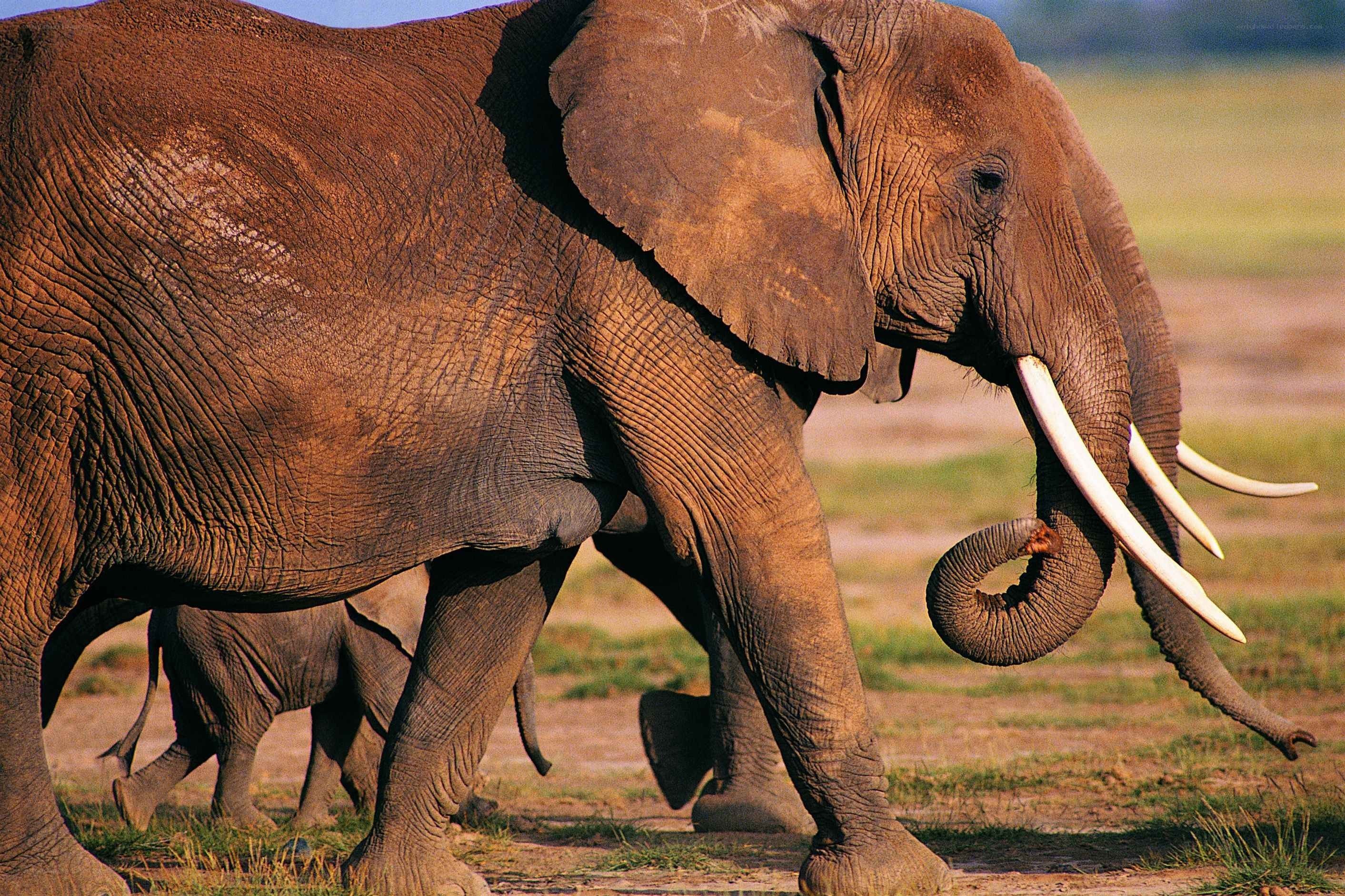 African elephant with tusks