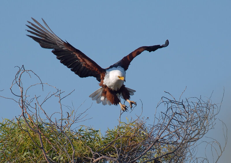 African Fish Eagle — Blue, Dynamic