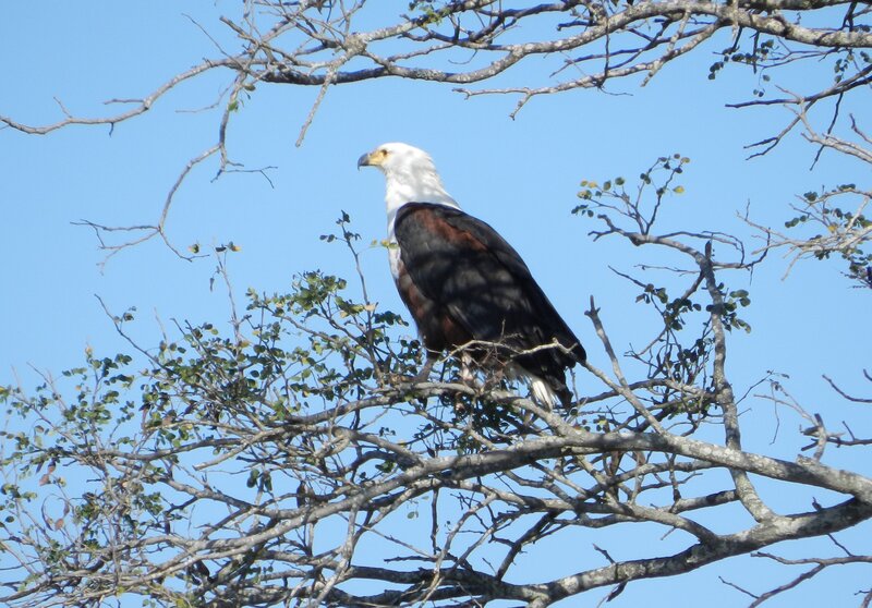 African Fish Eagle — Blue