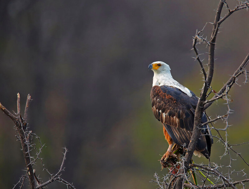 African Fish Eagle — Brown, Alert
