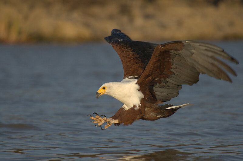 African Fish Eagle — Brown