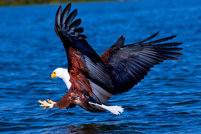 African fish eagle in flight