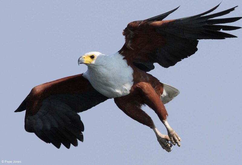 African Fish Eagle in Flight — Blue