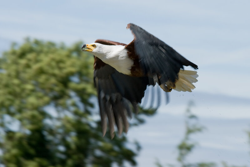 African Fish Eagle in Flight — White