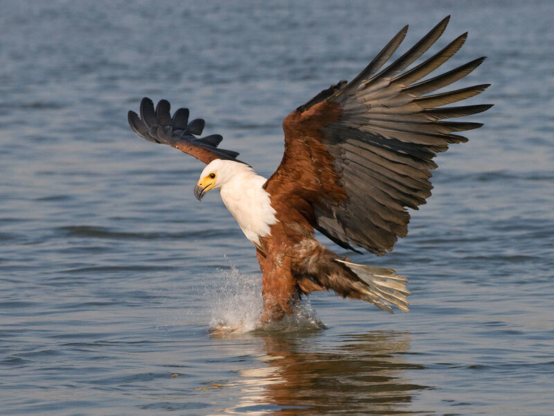 African Fish Eagle