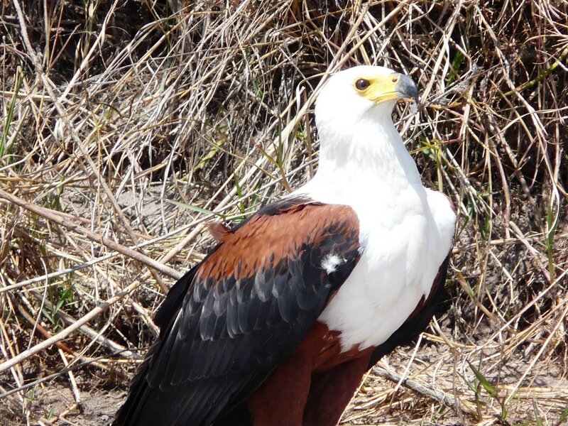 African Fish Eagle — White, Alert