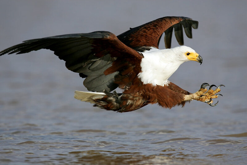 African Fish Eagle — White, Dynamic, Photograph