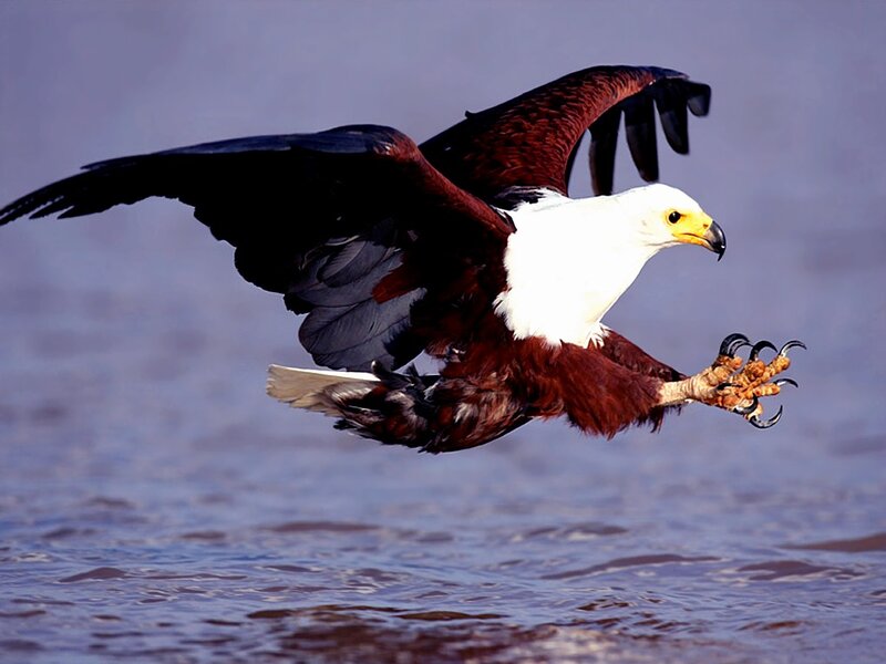 African Fish Eagle — White, Dynamic