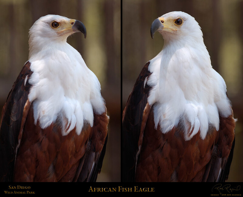 African Fish Eagle — White