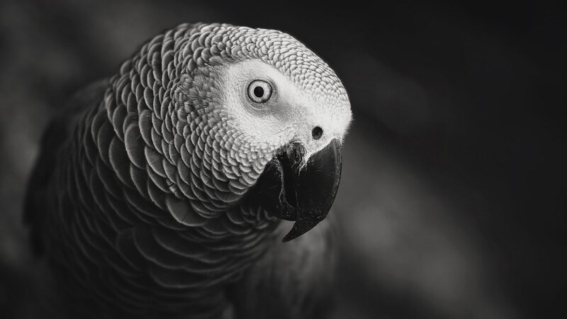 African Grey Parrot — Black