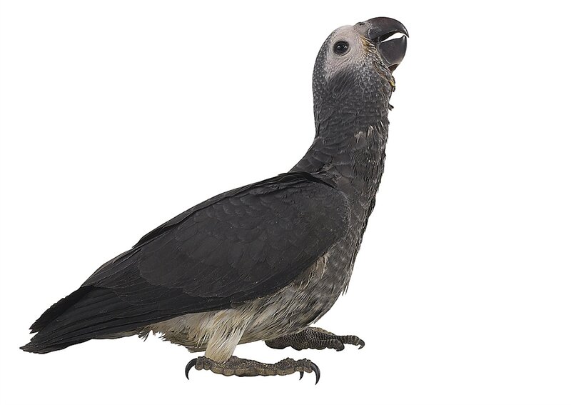 African Grey Parrot