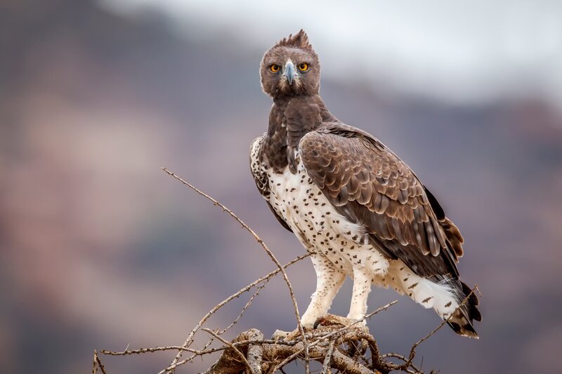 African Hawk Eagle