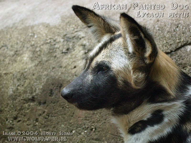 African Painted Dog