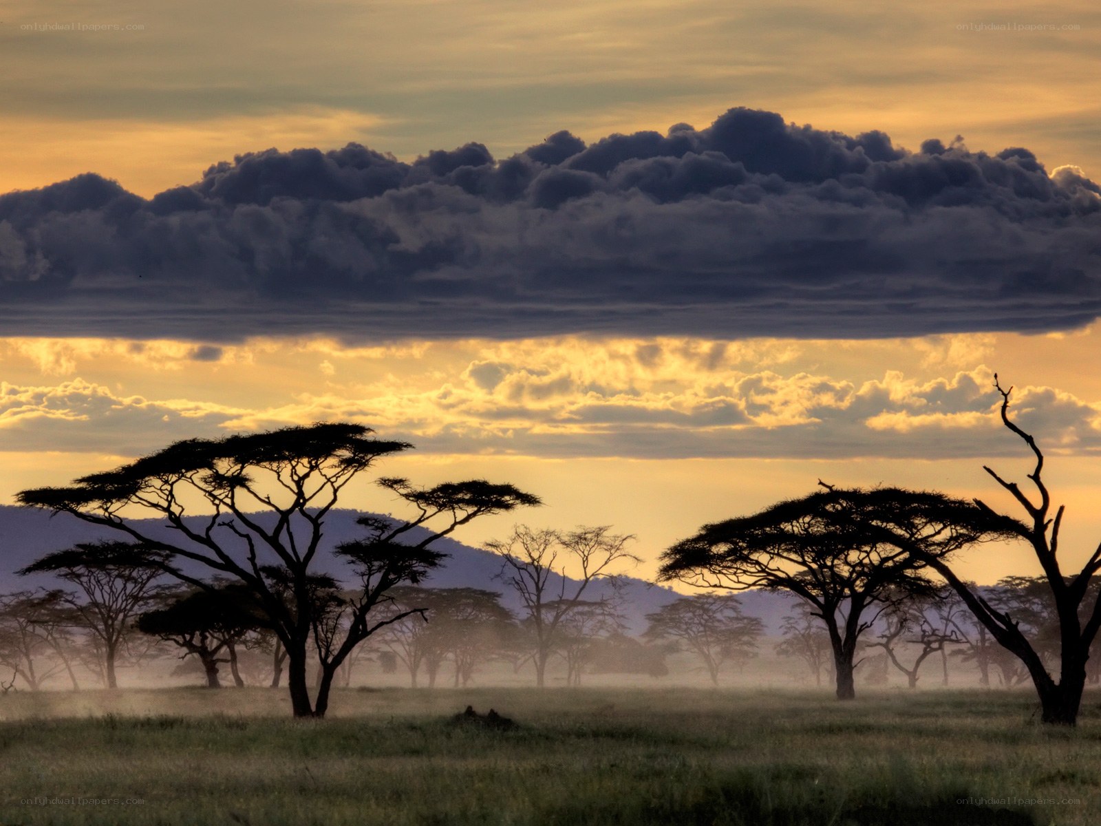 African savanna at sunset