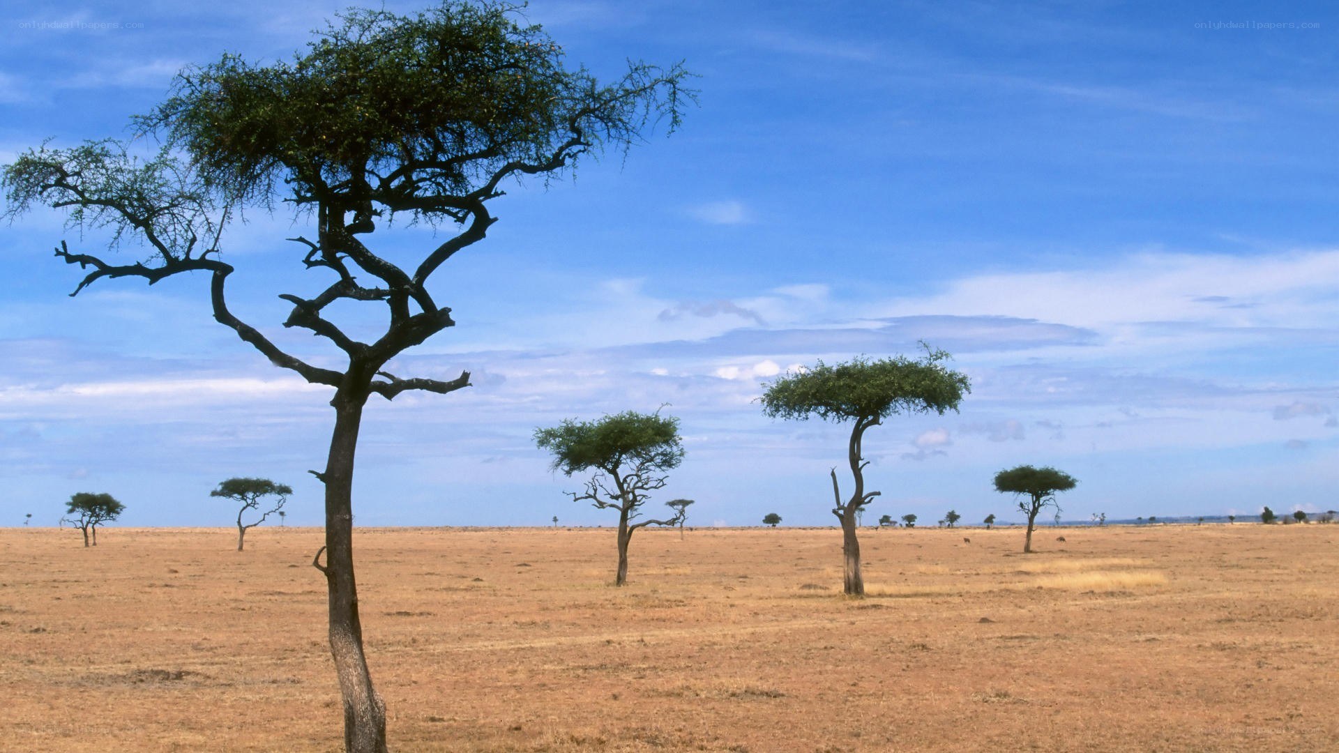 African savanna landscape