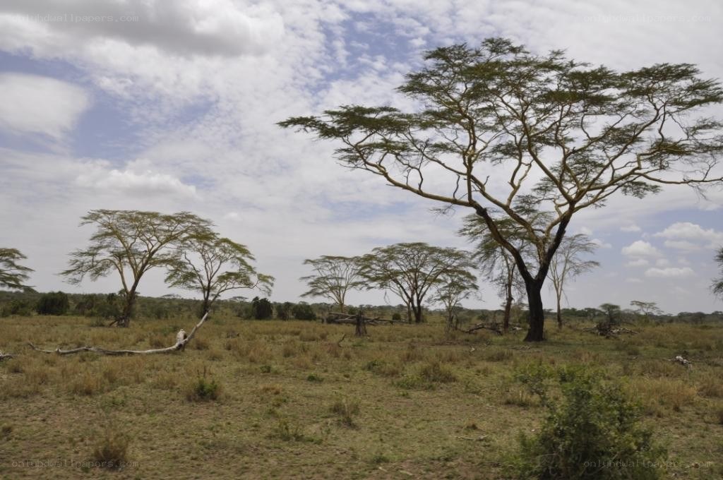 African savanna landscape