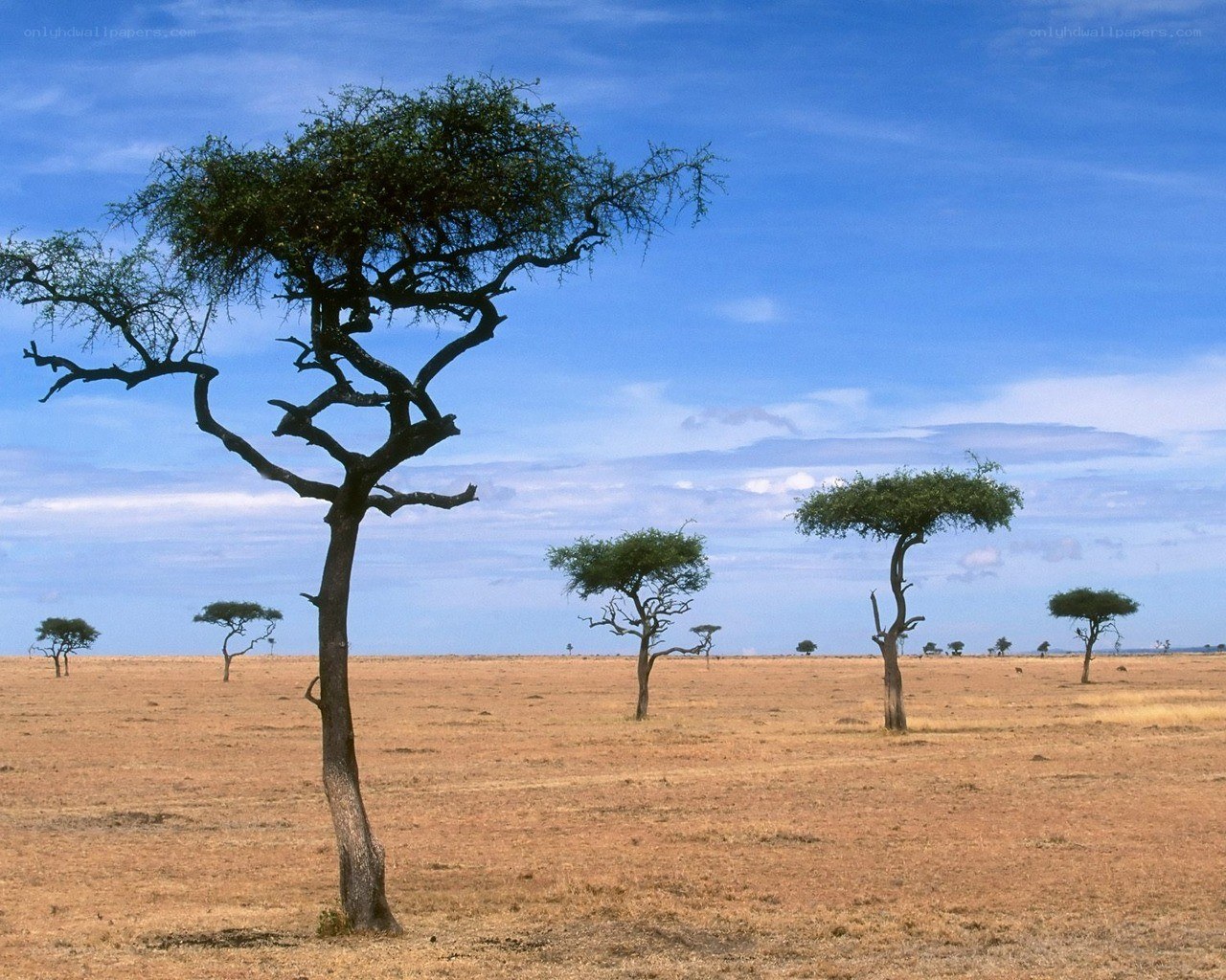 African savanna landscape