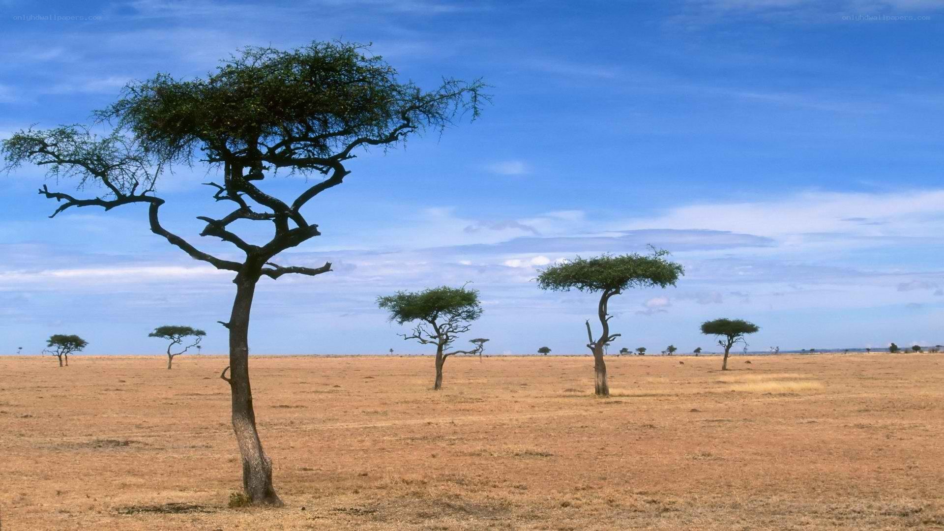 African savanna landscape