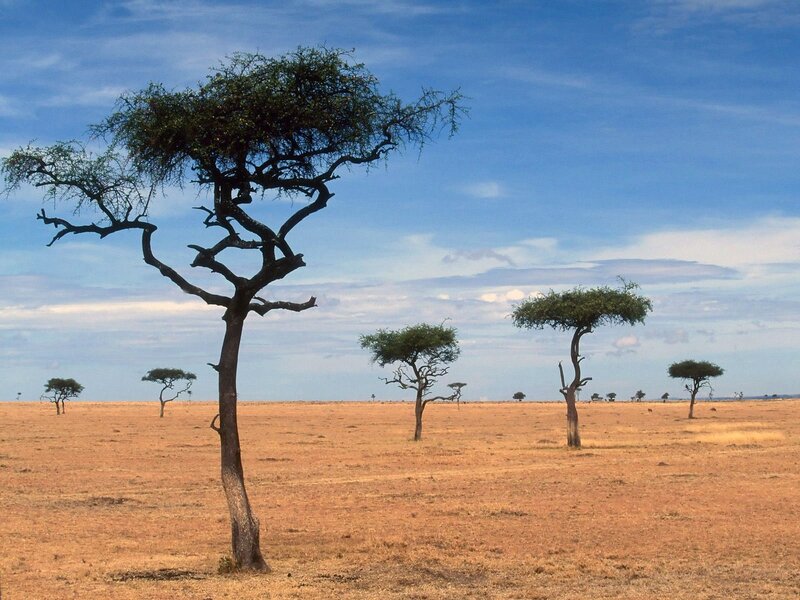 African savanna with acacia trees