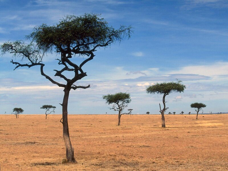 African savanna with acacia trees