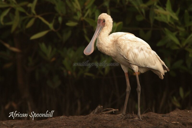 African Spoonbill Bird