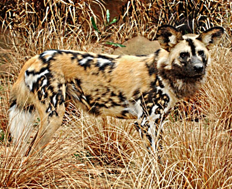 African Wild Dog — Brown, Alert, Afternoon