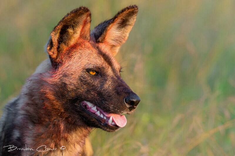 African Wild Dog — Brown, Alert