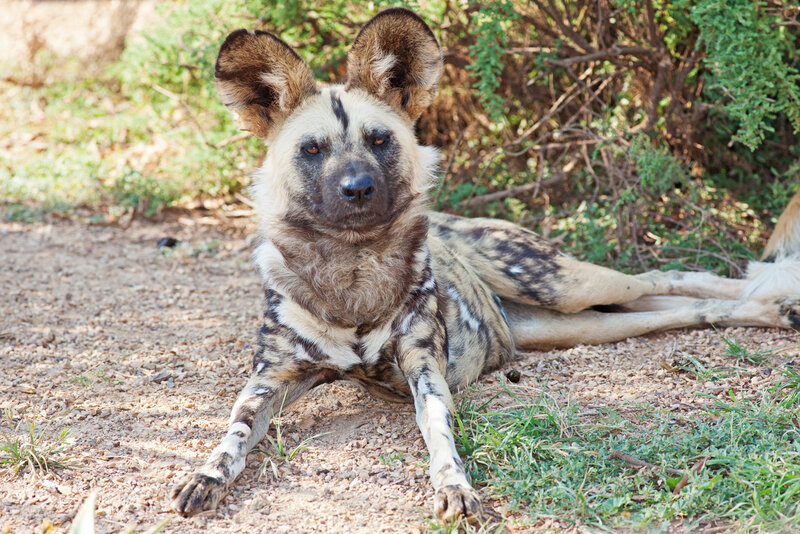 African Wild Dog — Brown, Calm