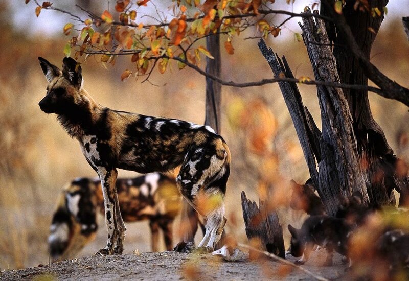 African Wild Dog — Brown, Natural