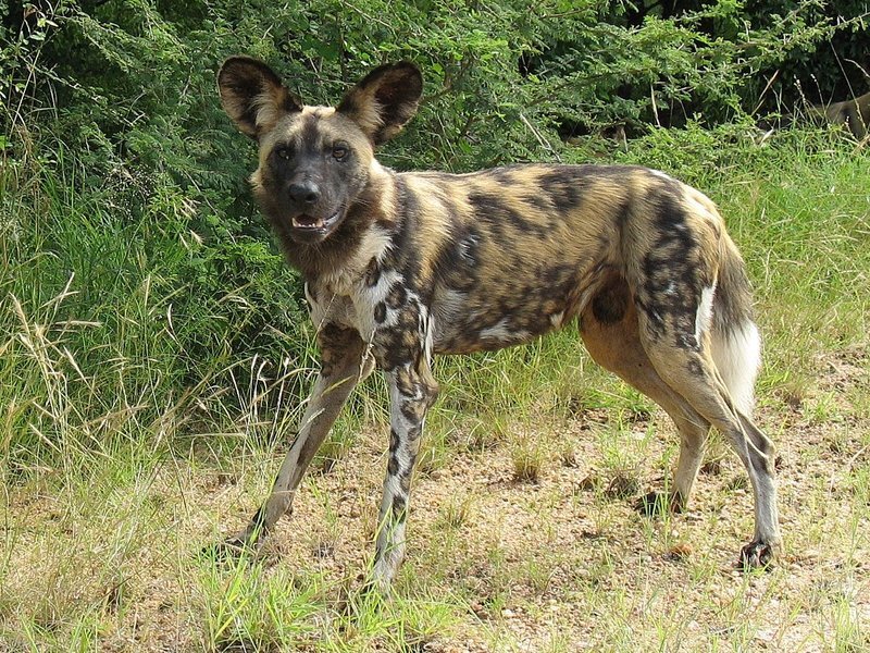 African Wild Dog — Brown