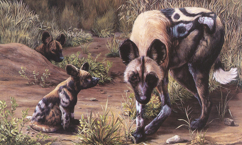 African Wild Dog Family