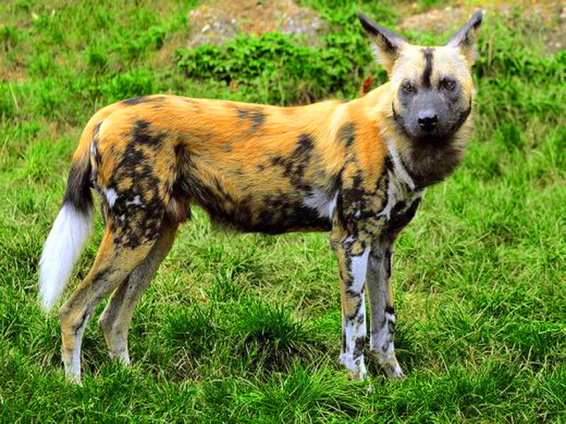 African Wild Dog — Green