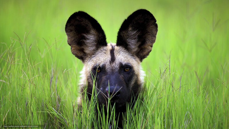 African Wild Dog in Grass — Green